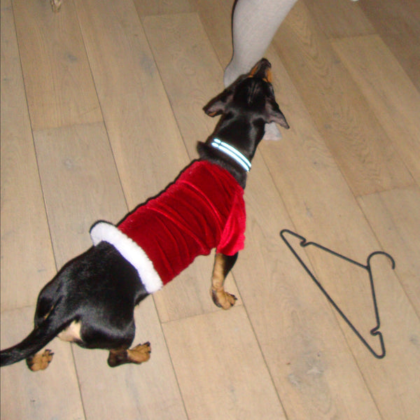 Doggo Christmas Suit