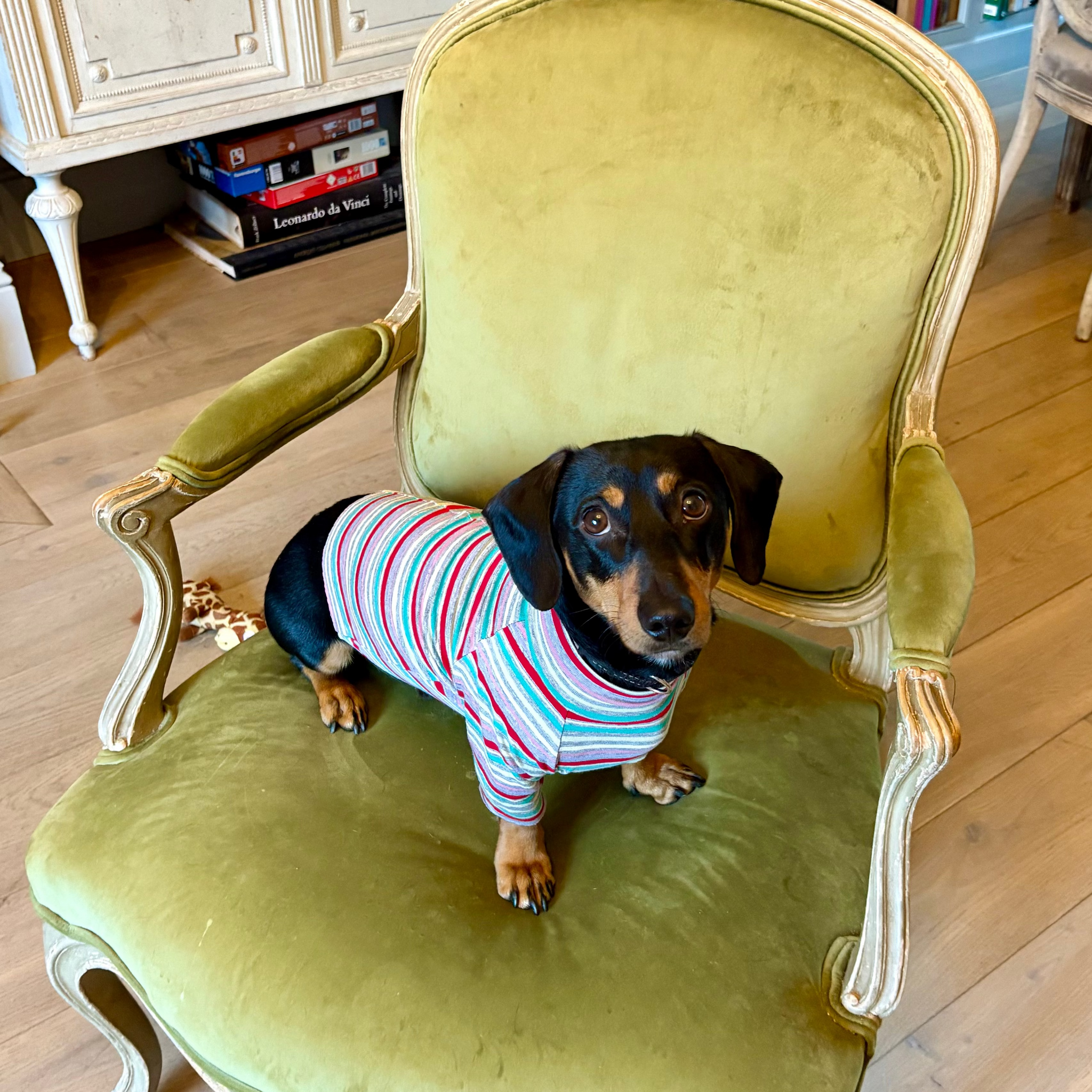 Doggy Striped Matching Top (Choose Colour)